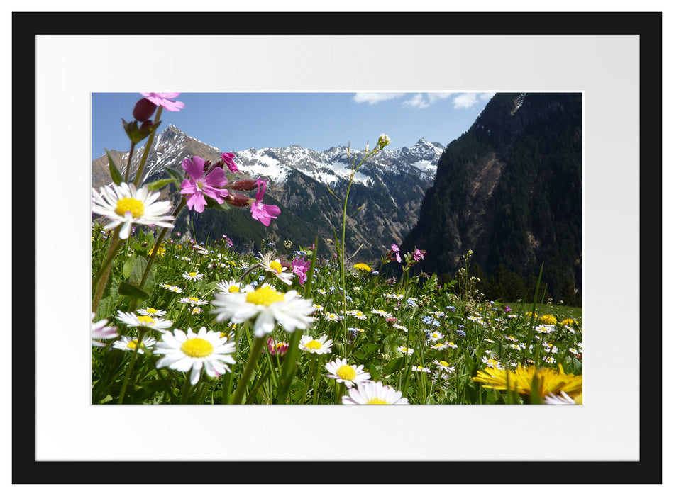 Wunderschöne Blumen Alpenwiese Passepartout 55x40