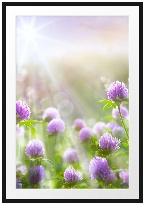 Pixxprint Kleeblüten im Sonnenschein, im Galerie-Passepartout Bilderrahmen