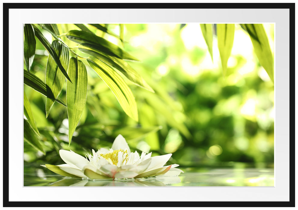 Pixxprint Weiße Seerose im Wasser Wellness, im Galerie-Passepartout Bilderrahmen
