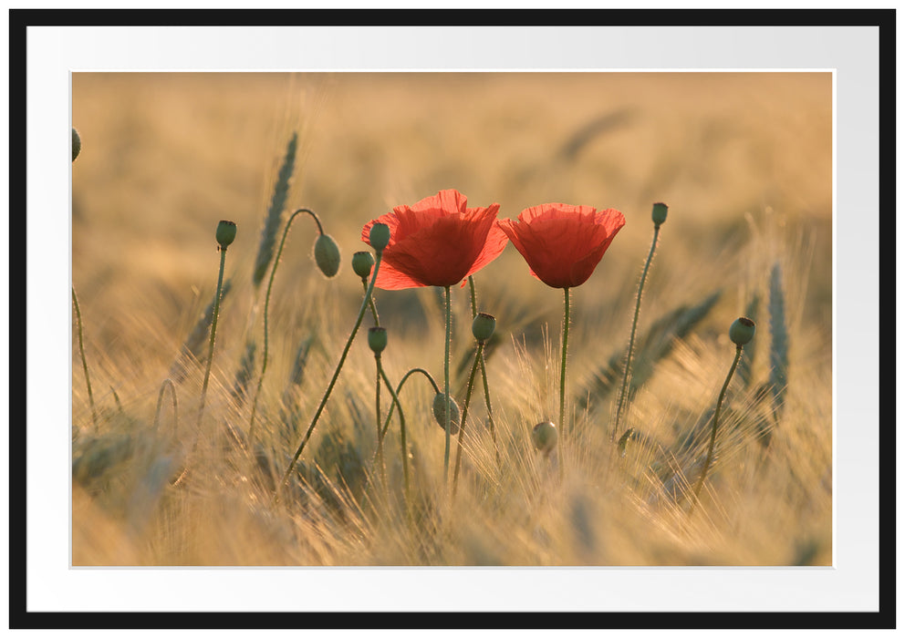 Pixxprint Zwei schöne Mohnblumen, im Galerie-Passepartout Bilderrahmen