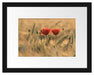 Zwei schöne Mohnblumen Passepartout 38x30