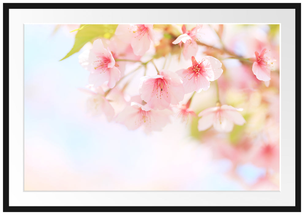 Pixxprint Kirschblüten an Baum, im Galerie-Passepartout Bilderrahmen