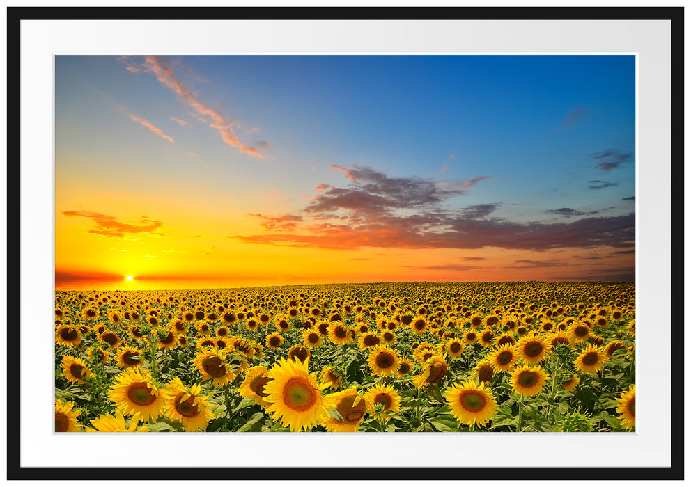 Pixxprint Sonnenuntergang Sonnenblumen, im Galerie-Passepartout Bilderrahmen