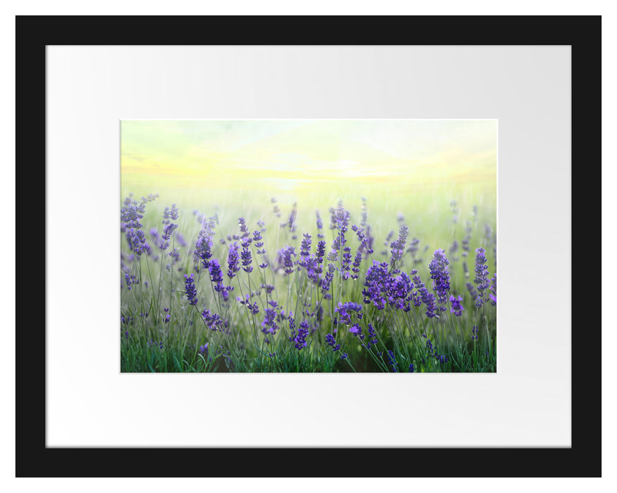 Schöner Lavendel im Regen Passepartout 38x30