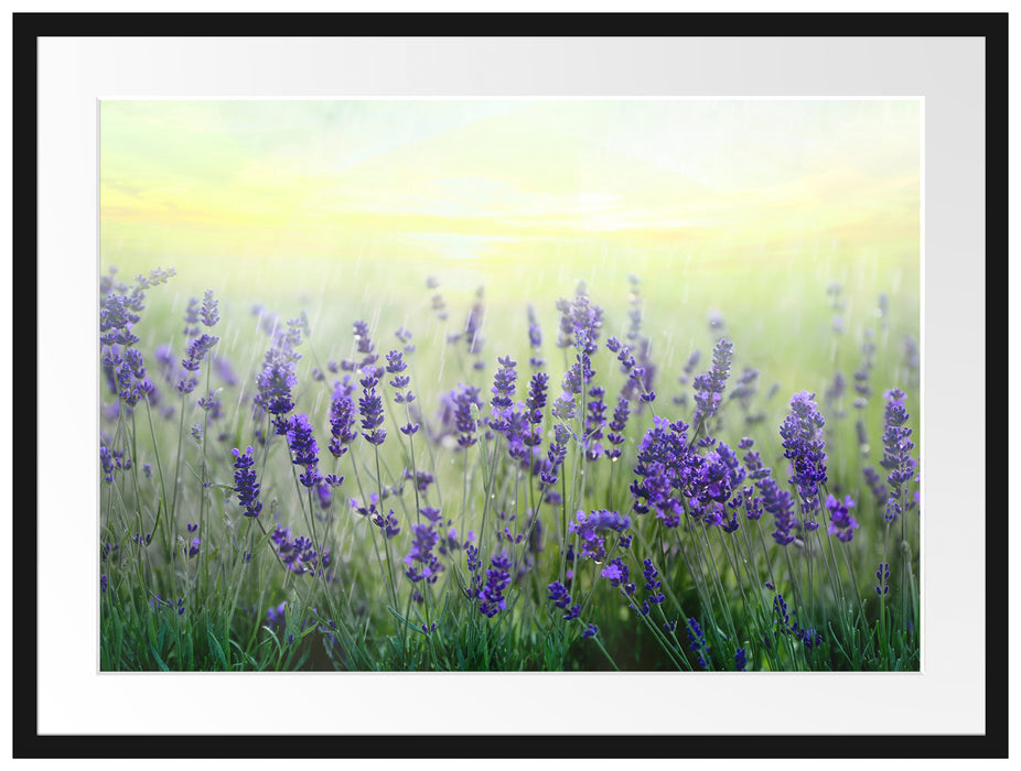 Schöner Lavendel im Regen Passepartout 80x60