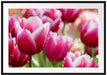 Tulpen mit Morgentau Passepartout 100x70