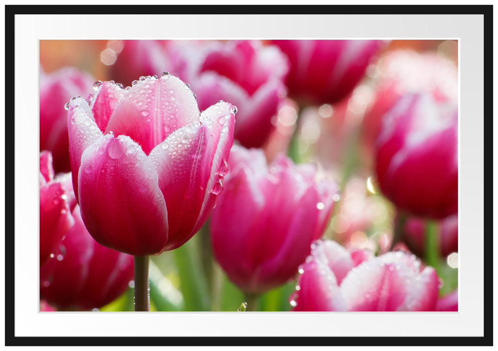 Pixxprint Tulpen mit Morgentau, im Galerie-Passepartout Bilderrahmen