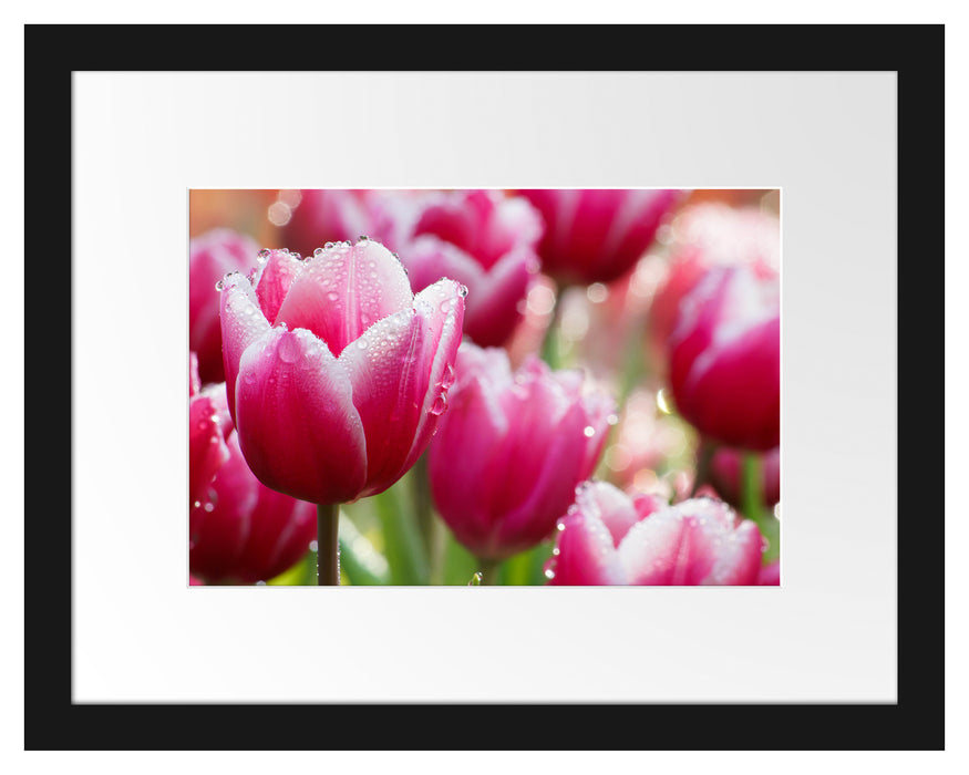 Tulpen mit Morgentau Passepartout 38x30