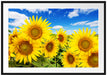 Sonnenblumenwiese unter Himmel Passepartout 100x70