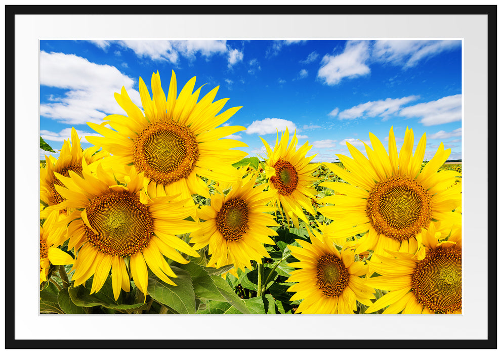 Pixxprint Sonnenblumenwiese unter Himmel, im Galerie-Passepartout Bilderrahmen