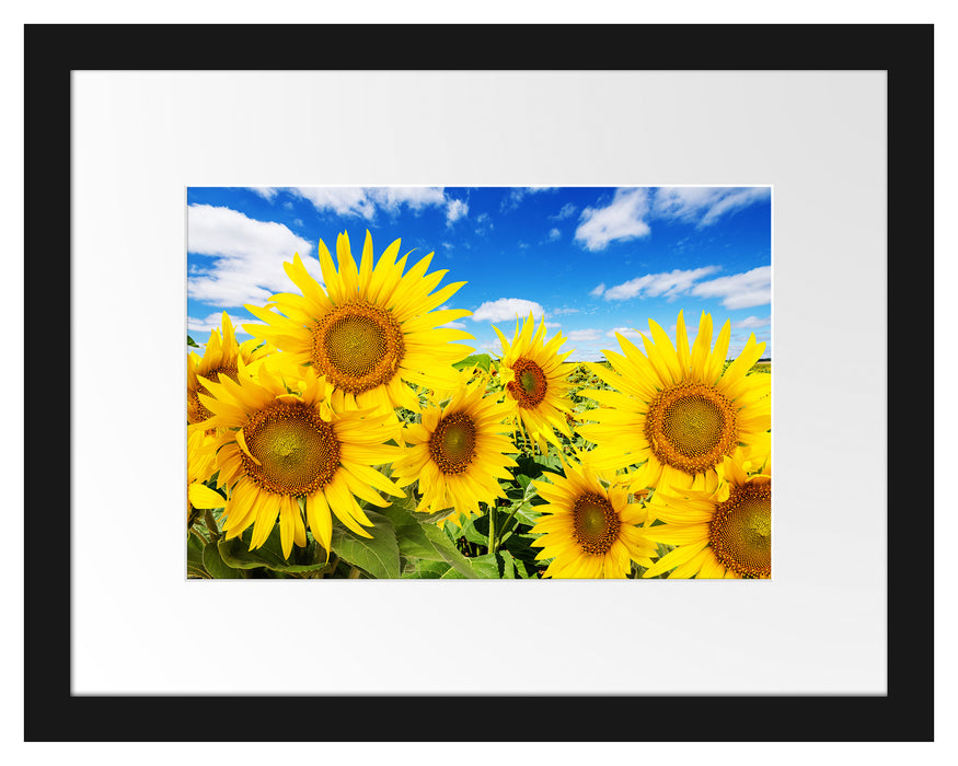 Sonnenblumenwiese unter Himmel Passepartout 38x30