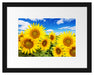 Sonnenblumenwiese unter Himmel Passepartout 38x30