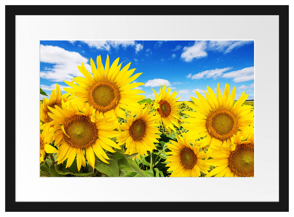 Sonnenblumenwiese unter Himmel Passepartout 55x40