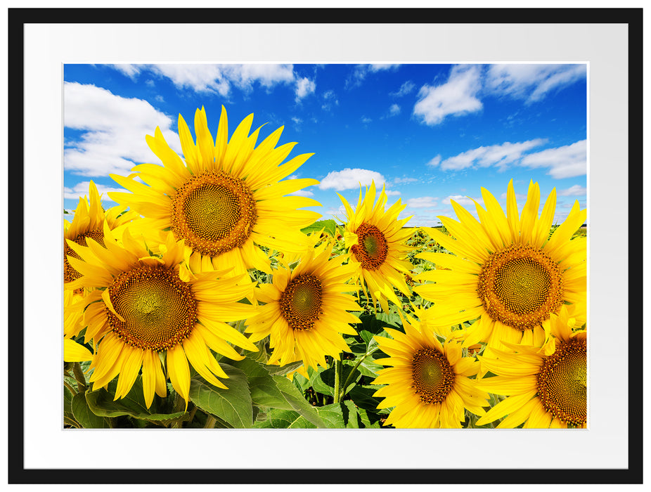 Sonnenblumenwiese unter Himmel Passepartout 80x60