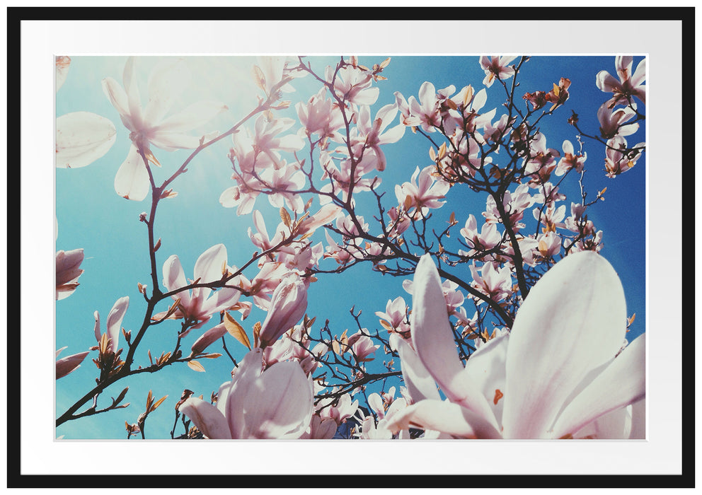 Pixxprint Zarte Rosa Magnolie Blüten, im Galerie-Passepartout Bilderrahmen