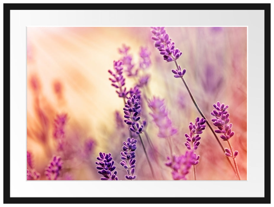 Eleganter Lavendel Passepartout 80x60