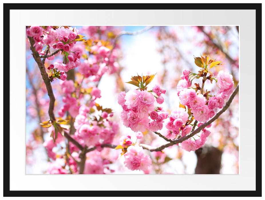 Schöne Kirschblüten Passepartout 80x60