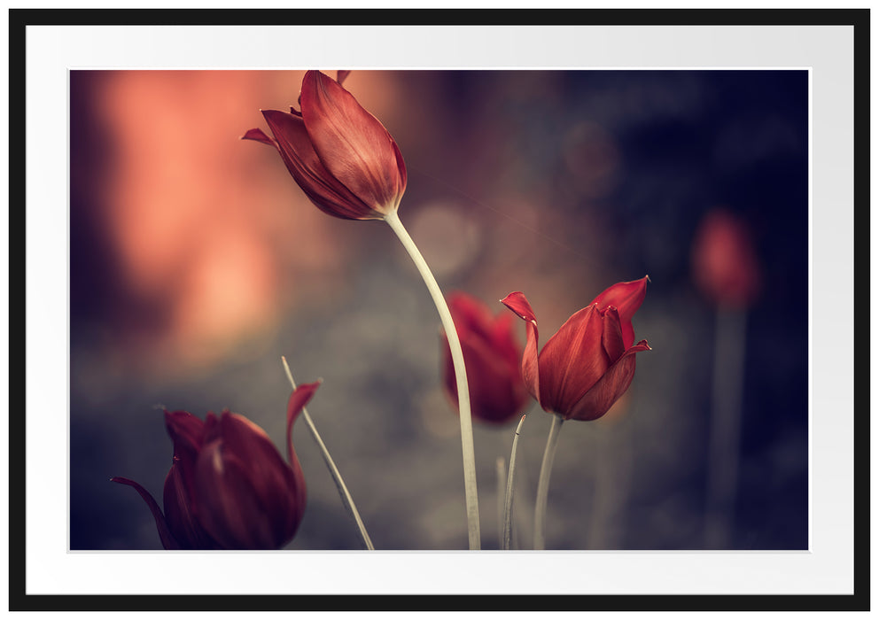 Pixxprint Tulpen im Abendlicht, im Galerie-Passepartout Bilderrahmen