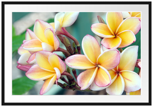 Monoi Blüten auf Hawaii Passepartout 100x70