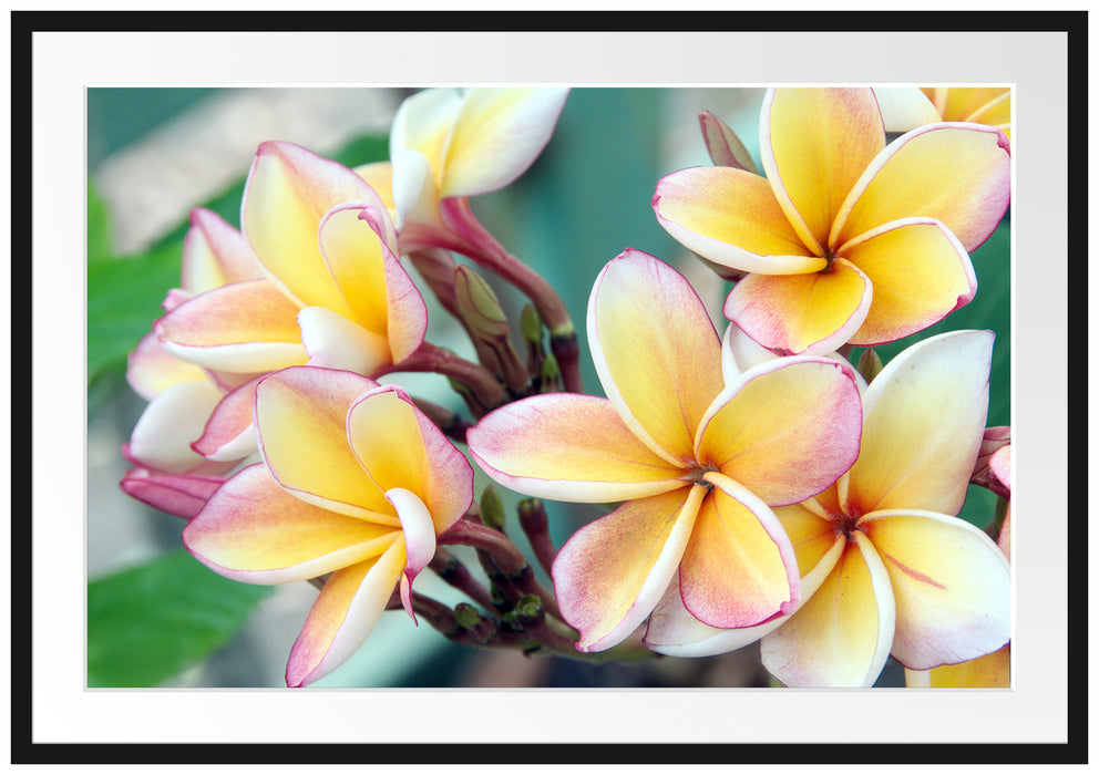 Pixxprint Monoi Blüten auf Hawaii, im Galerie-Passepartout Bilderrahmen