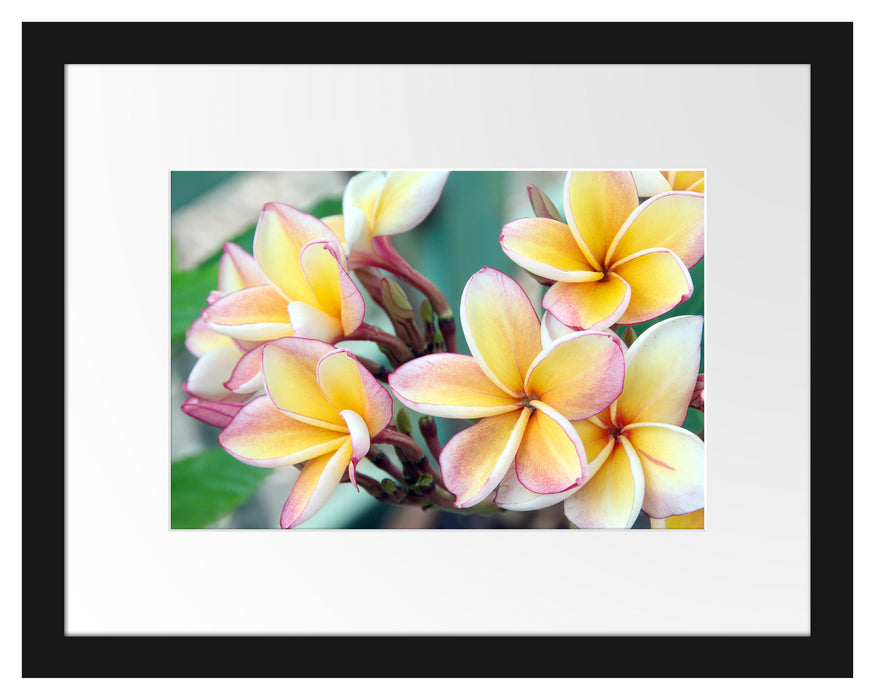 Monoi Blüten auf Hawaii Passepartout 38x30