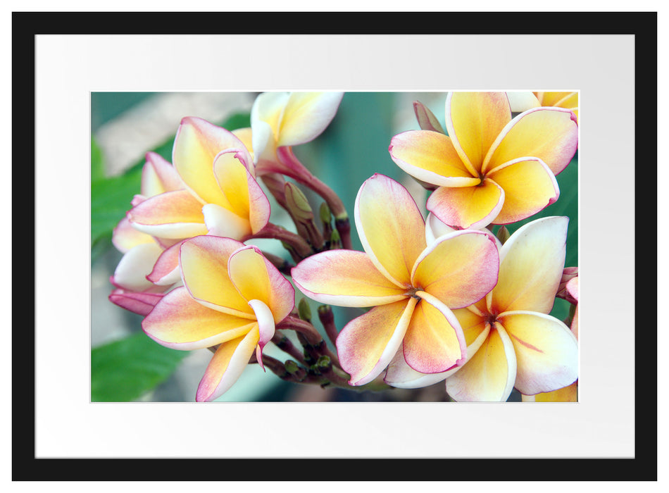 Monoi Blüten auf Hawaii Passepartout 55x40