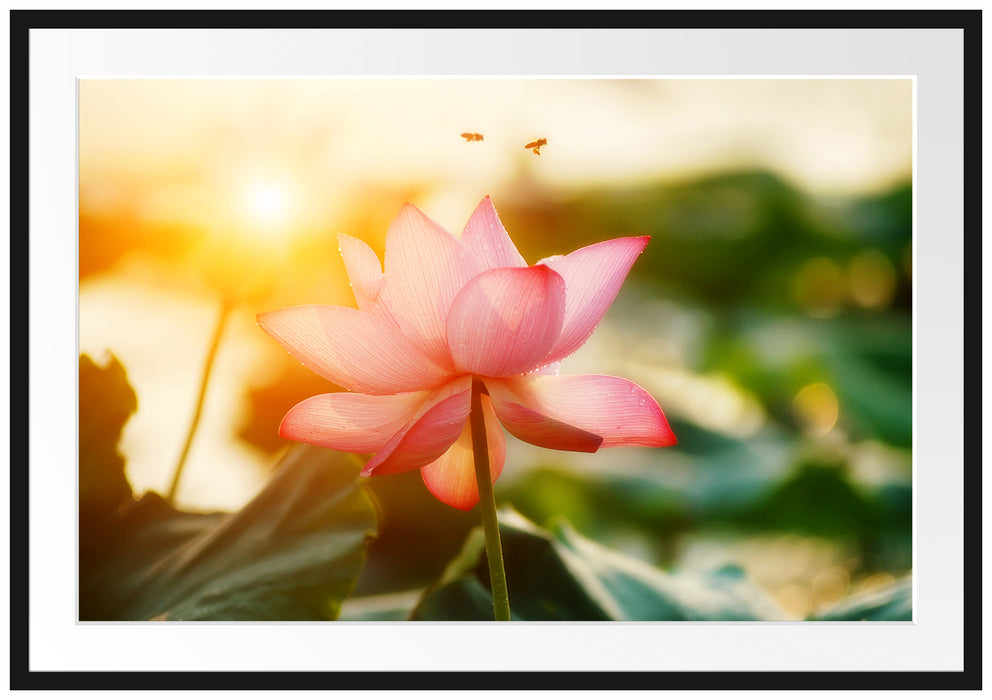 Pixxprint Lotus im Abendlicht, im Galerie-Passepartout Bilderrahmen