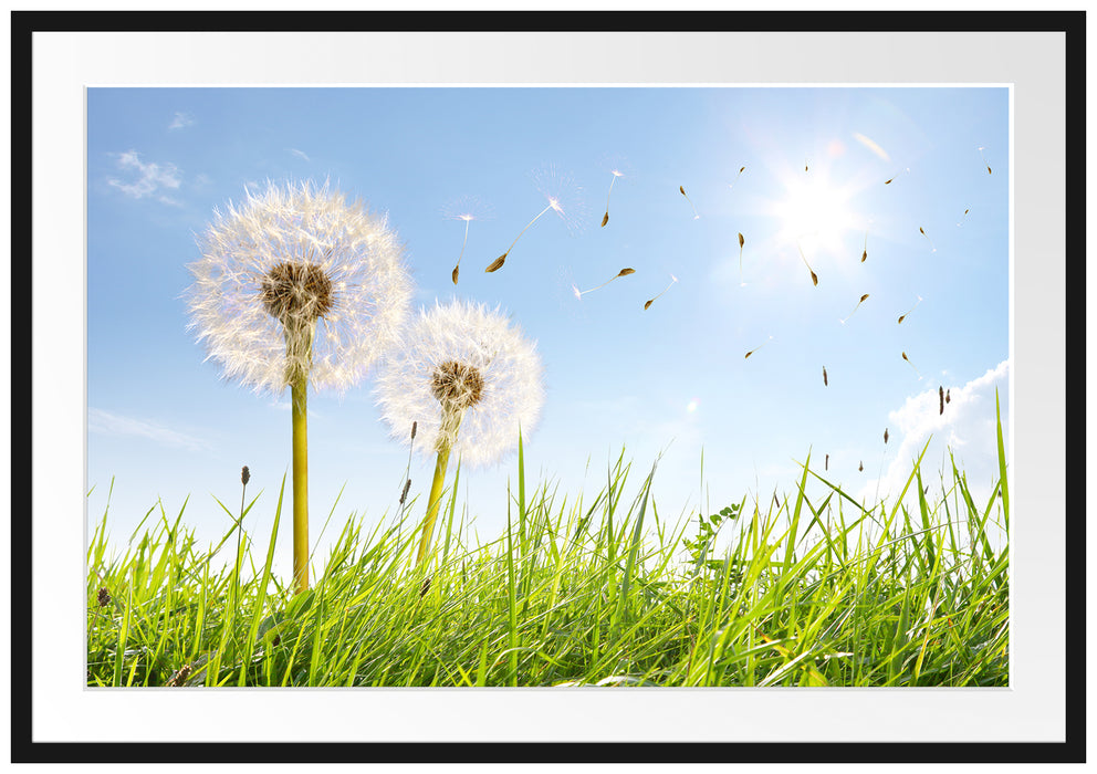 Pixxprint Pusteblumen auf Frühlingswiese, im Galerie-Passepartout Bilderrahmen