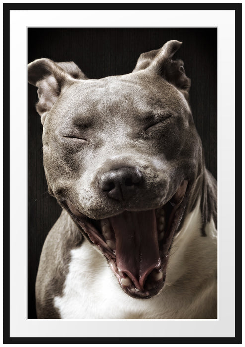 Pixxprint Lachender Pitbull, im Galerie-Passepartout Bilderrahmen