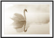 Schwan im Morgennebel Passepartout 100x70