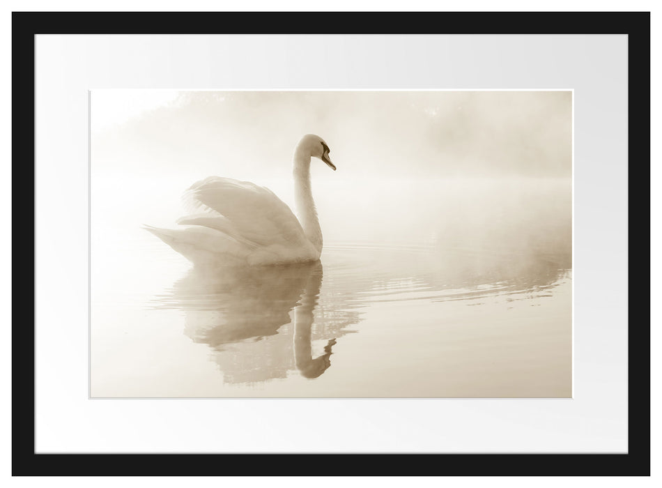 Schwan im Morgennebel Passepartout 55x40