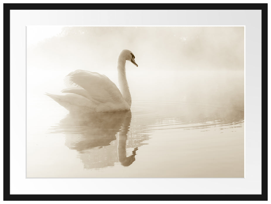 Schwan im Morgennebel Passepartout 80x60