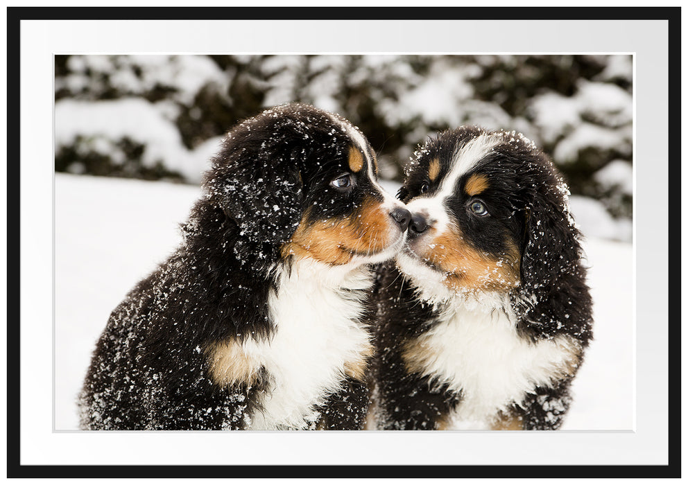 Pixxprint Bernersennen Hunde Welpen, im Galerie-Passepartout Bilderrahmen