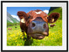 Alpen Kuh auf Bergwiese Passepartout 80x60