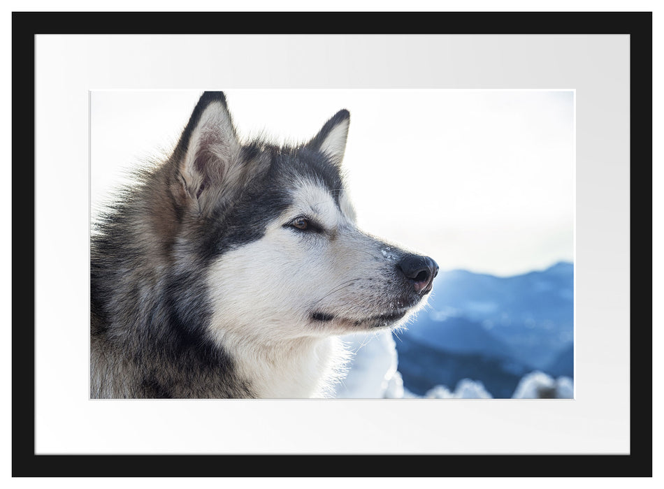 Süßer Husky im Schnee Passepartout 55x40