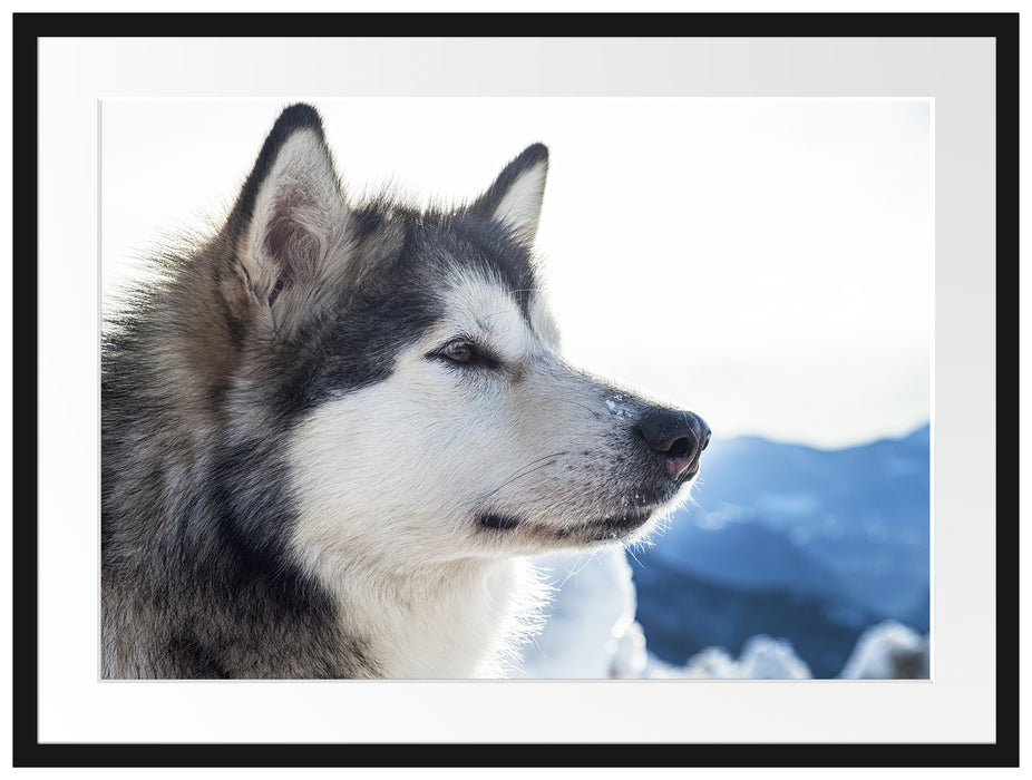 Süßer Husky im Schnee Passepartout 80x60