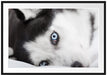 Husky mit Eisblauen Augen im Bett Passepartout 100x70