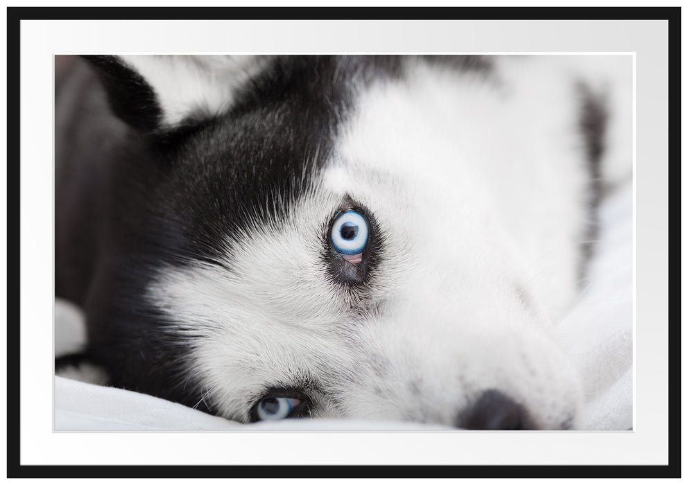 Pixxprint Husky mit Eisblauen Augen im Bett, im Galerie-Passepartout Bilderrahmen