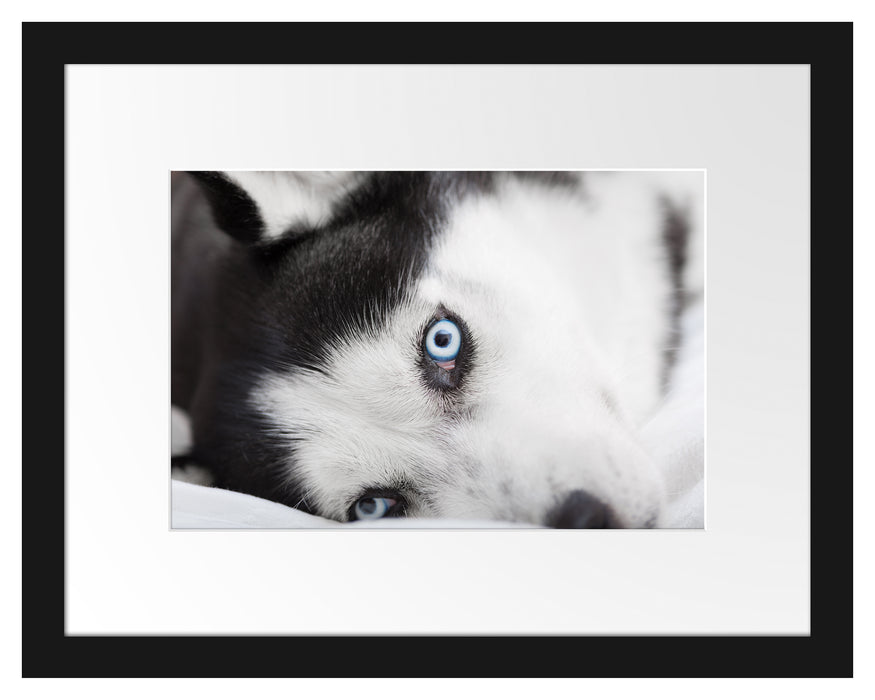 Husky mit Eisblauen Augen im Bett Passepartout 38x30