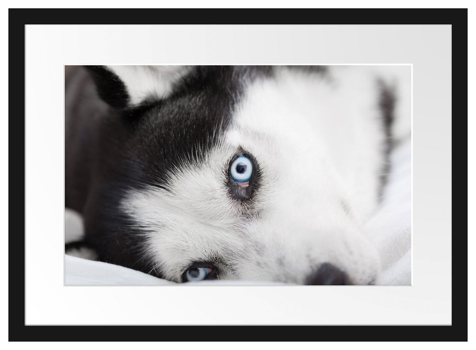 Husky mit Eisblauen Augen im Bett Passepartout 55x40