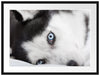Husky mit Eisblauen Augen im Bett Passepartout 80x60