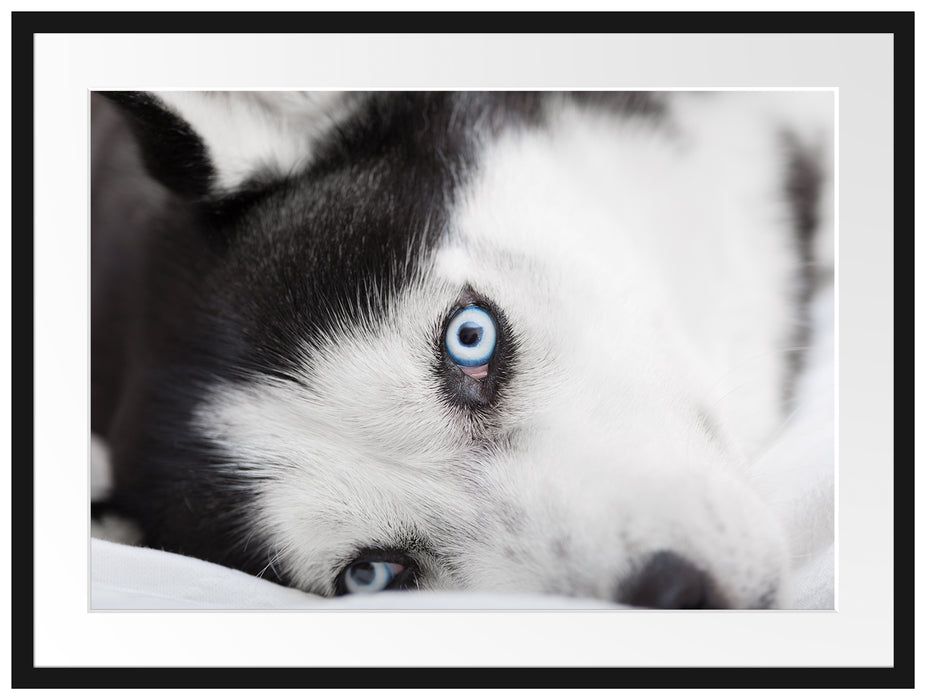 Husky mit Eisblauen Augen im Bett Passepartout 80x60