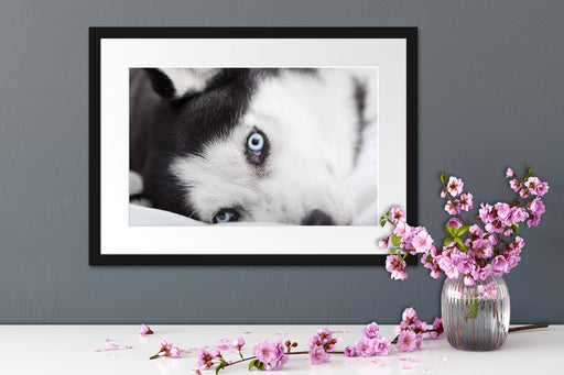 Husky mit Eisblauen Augen im Bett Passepartout Wohnzimmer