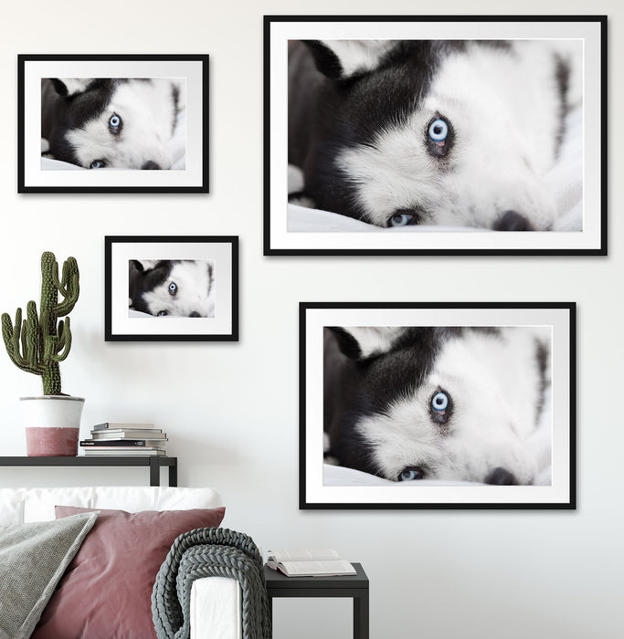 Husky mit Eisblauen Augen im Bett Passepartout Dekovorschlag