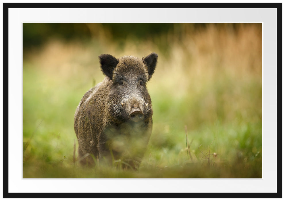 Pixxprint Stolzes Wildschwein im Wald, im Galerie-Passepartout Bilderrahmen