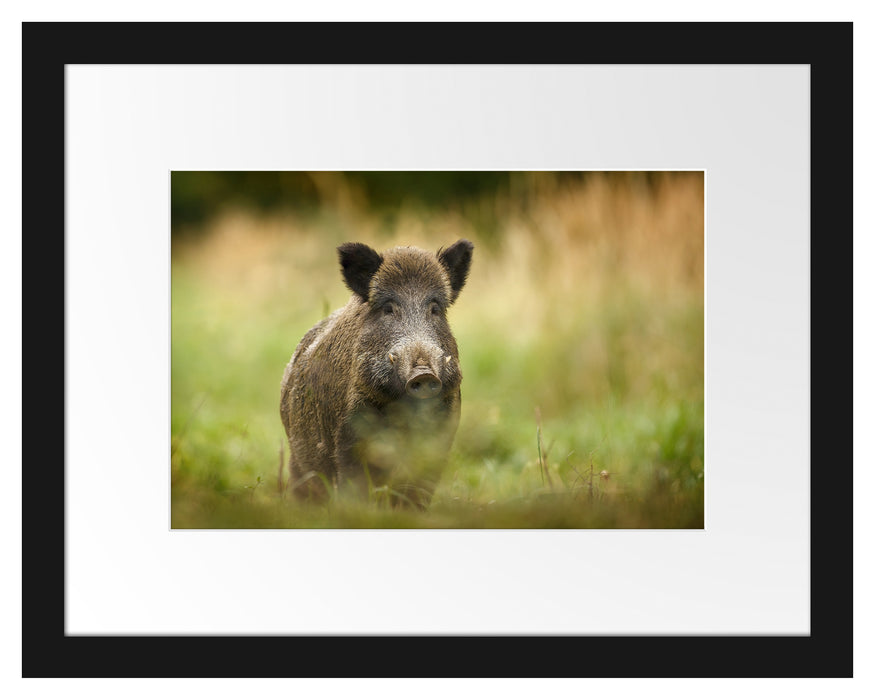 Stolzes Wildschwein im Wald Passepartout 38x30