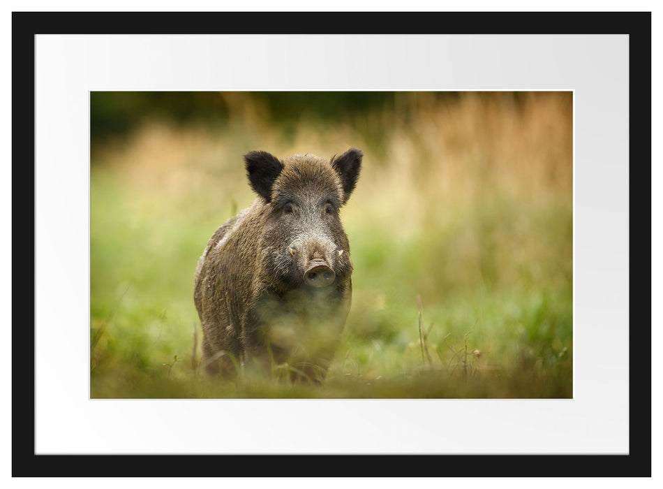 Stolzes Wildschwein im Wald Passepartout 55x40