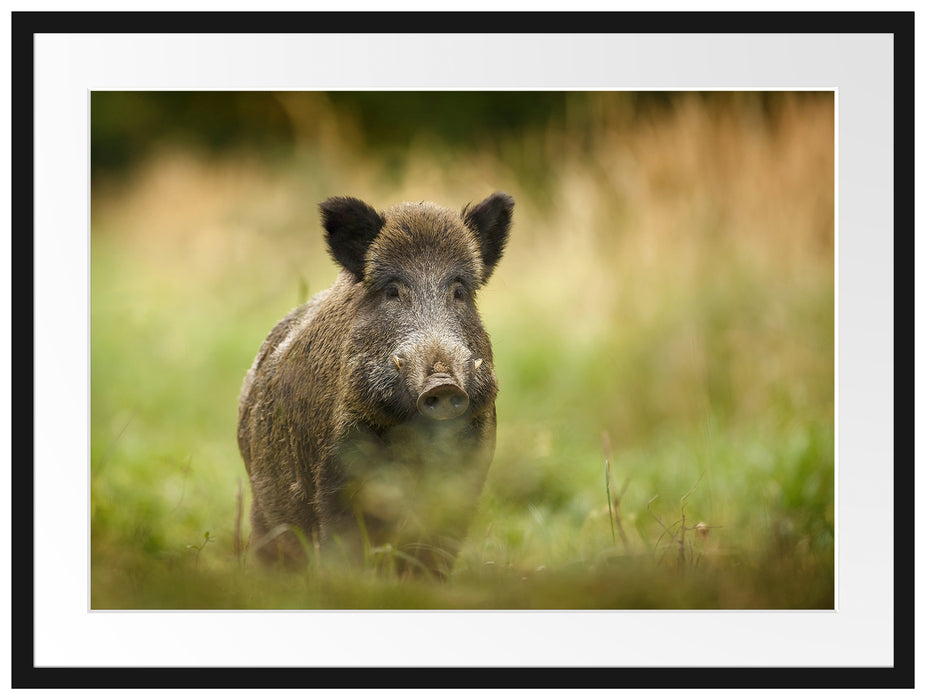 Stolzes Wildschwein im Wald Passepartout 80x60