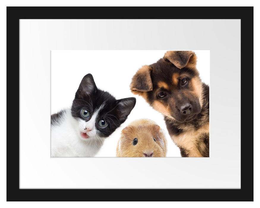 Trio Hund Katze Meerschwein Passepartout 38x30