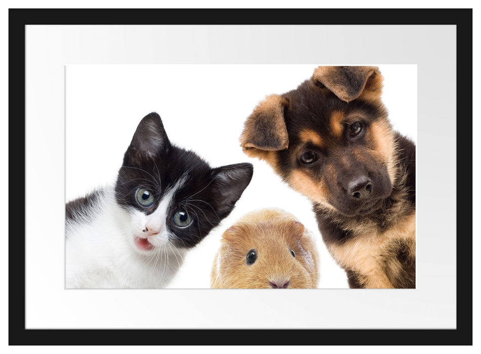 Trio Hund Katze Meerschwein Passepartout 55x40